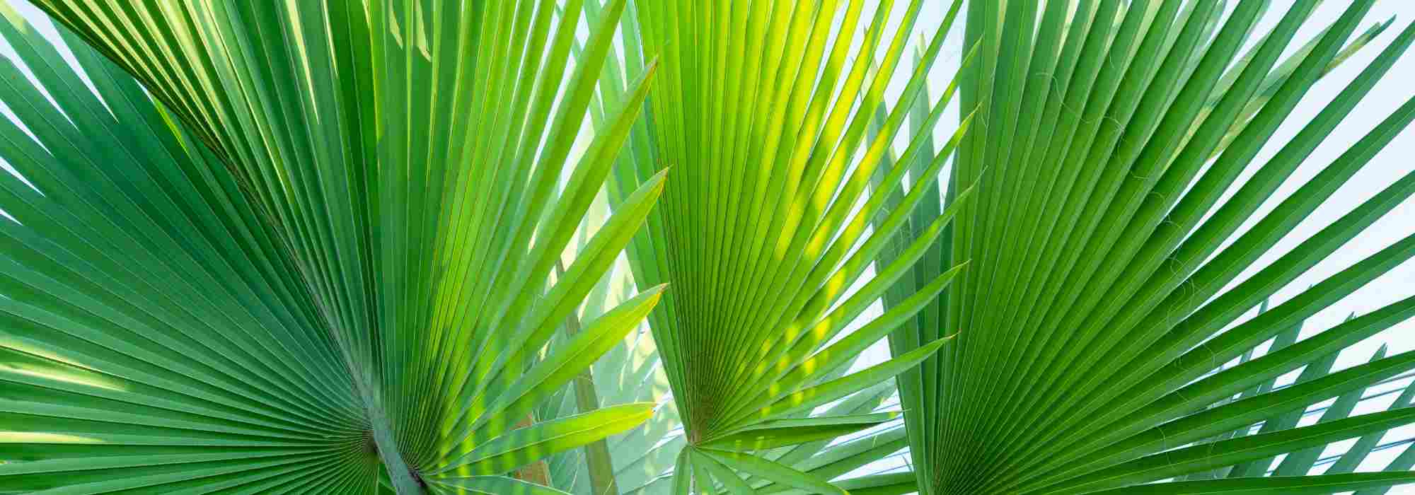 Pritchardia - Fan Palm: Planting and Growing