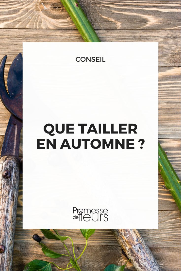 Pruning and trimming to be done in autumn