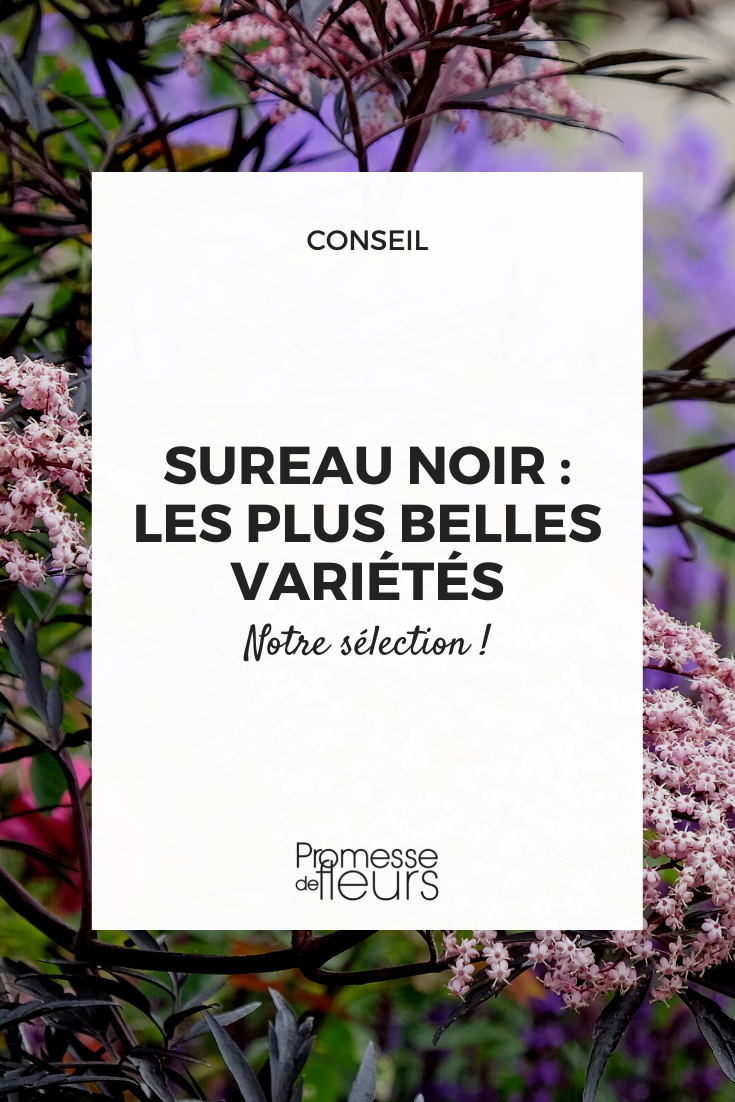 Black Elderberry Selection