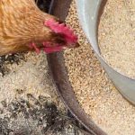 What diet for laying hens?