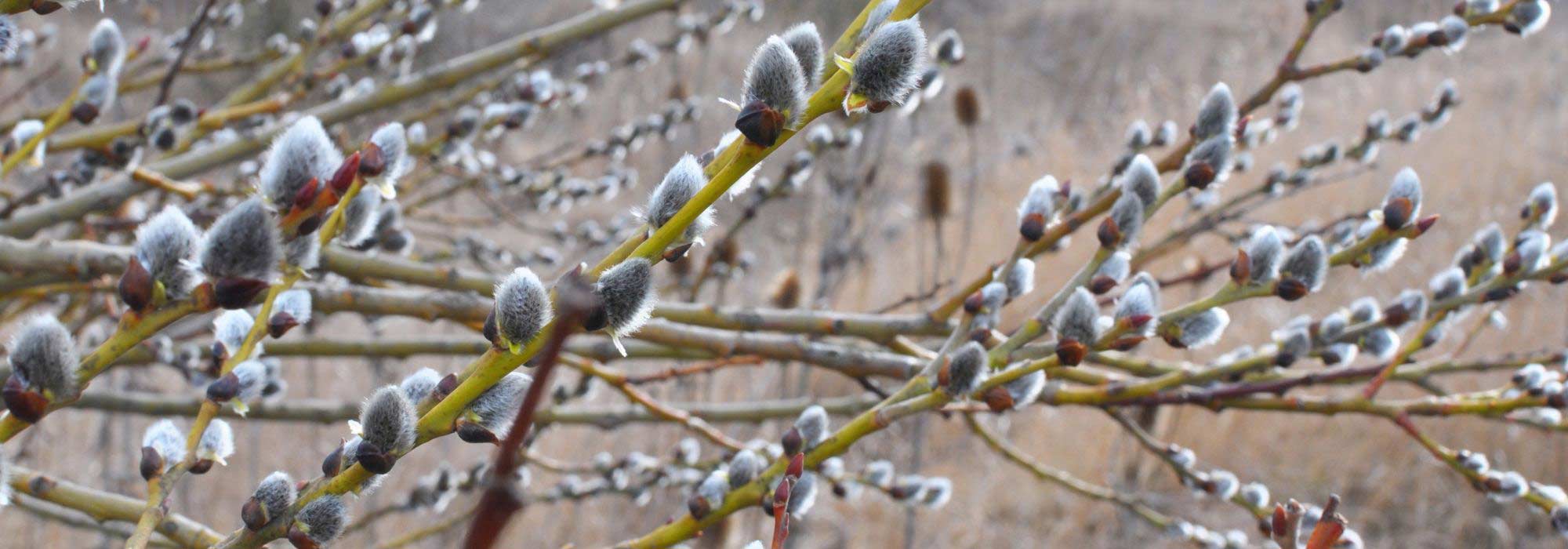 Winter interest trees