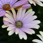 Pairing ideas with Osteospermum