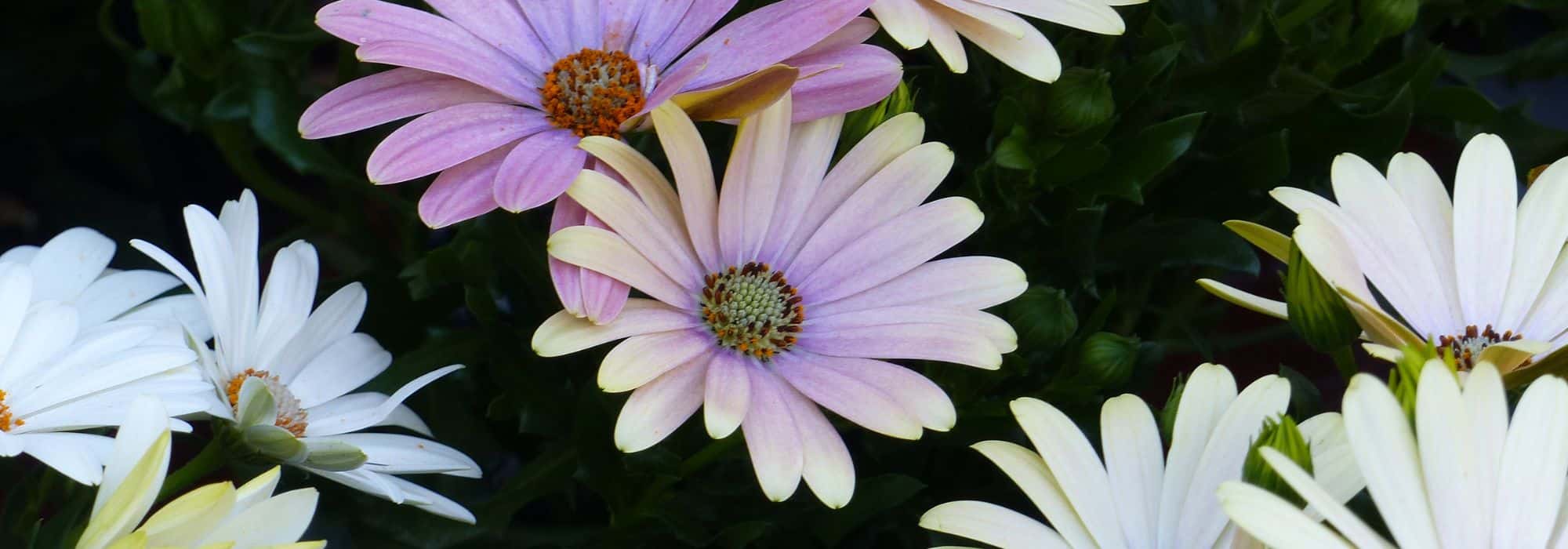 Pairing ideas with Osteospermum