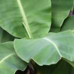 Banana plant: how to overwinter it?