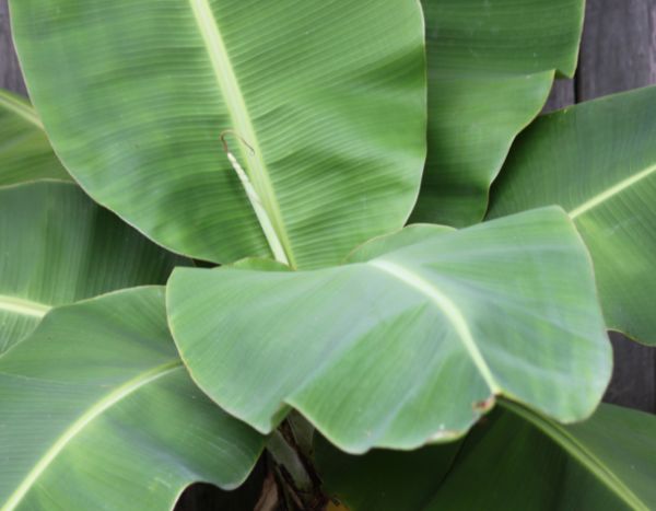 Banana plant: how to overwinter it?