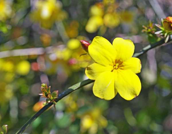 Multiplying winter jasmine: propagation by cuttings or layering
