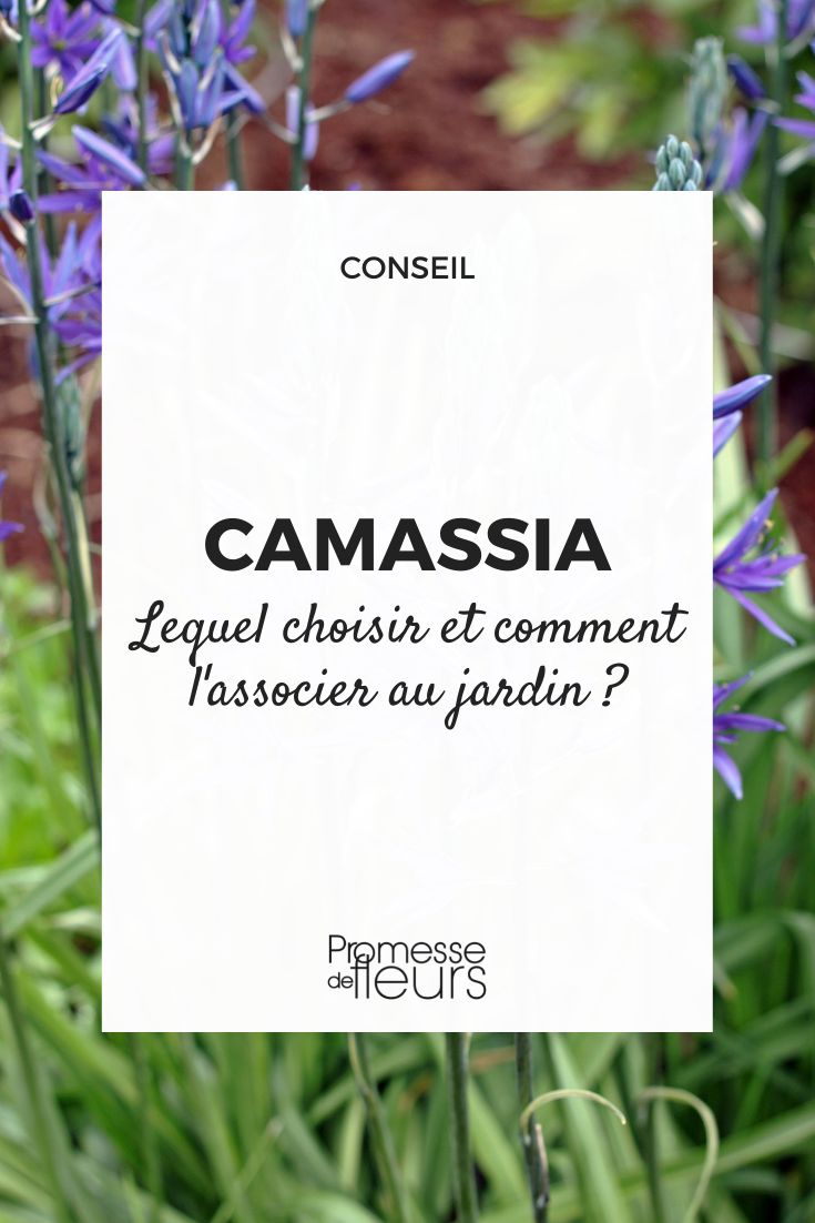 camassia choose and combine