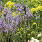 Which Camassia to choose and how to pair it in the garden?