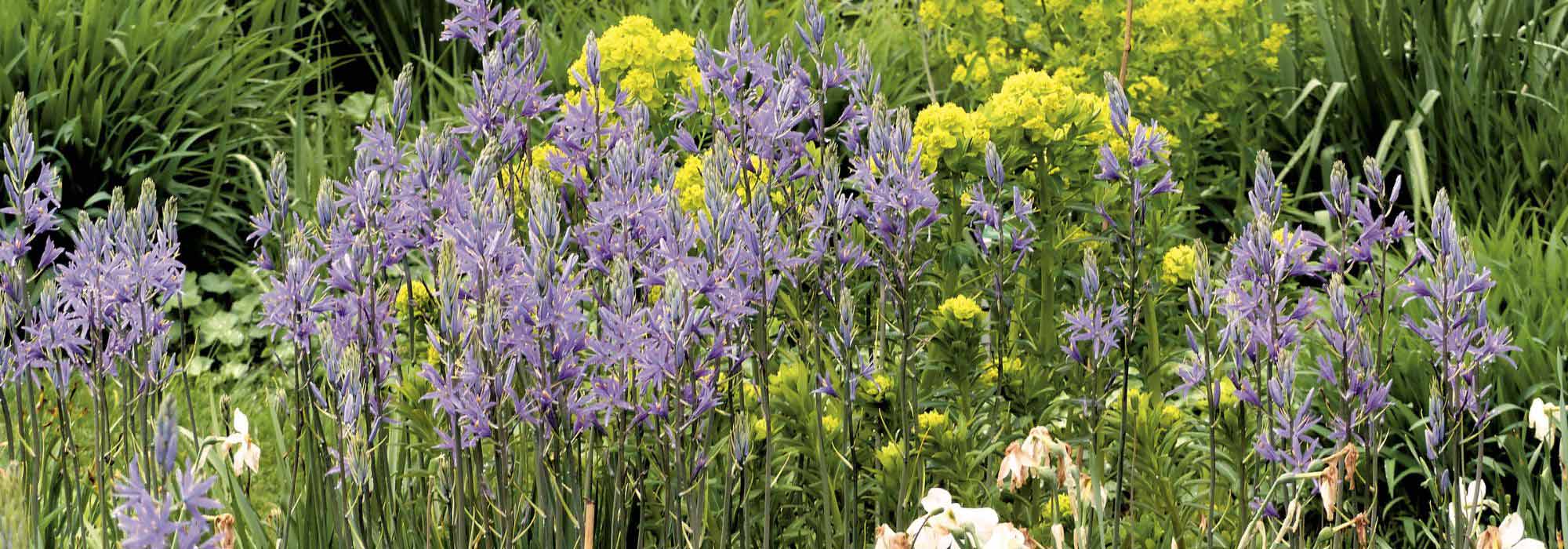Which Camassia to choose and how to pair it in the garden?