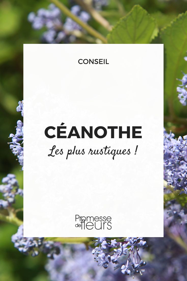 hardiest ceanothus