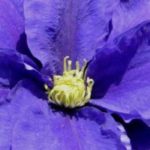 8 Autumn-flowering Clematis