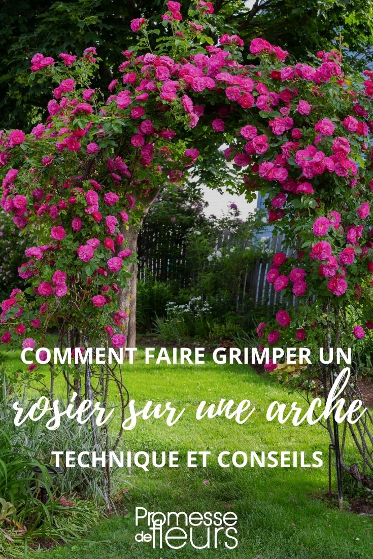 [plantes_grimpantes type="rosier" support="arche"]