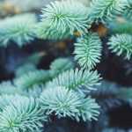 Blue conifers: remarkable varieties