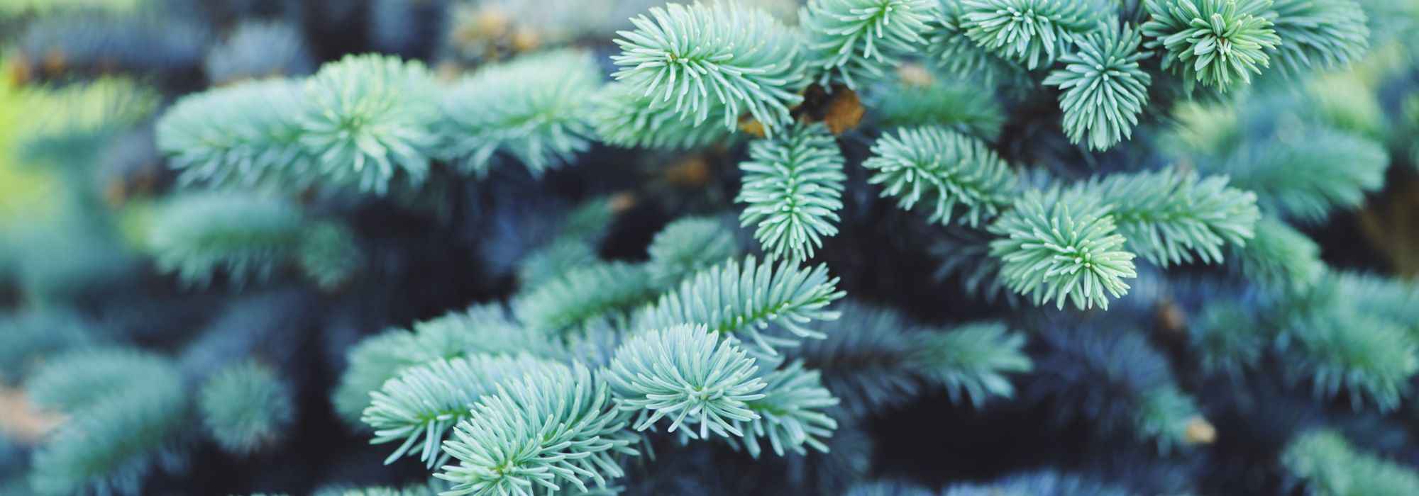 Blue conifers: remarkable varieties