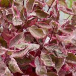 10 Dogwoods for a small garden