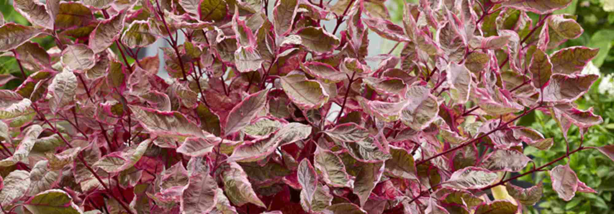 10 Dogwoods for a small garden