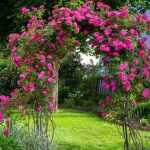 How to train a rose to climb an arch?