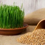 How to sprout your own seeds?