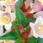 9 Abélia for a Flowering Hedge