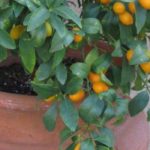 Which citrus trees to grow in pots on a terrace?
