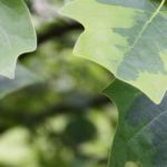 7 trees with striking foliage and form