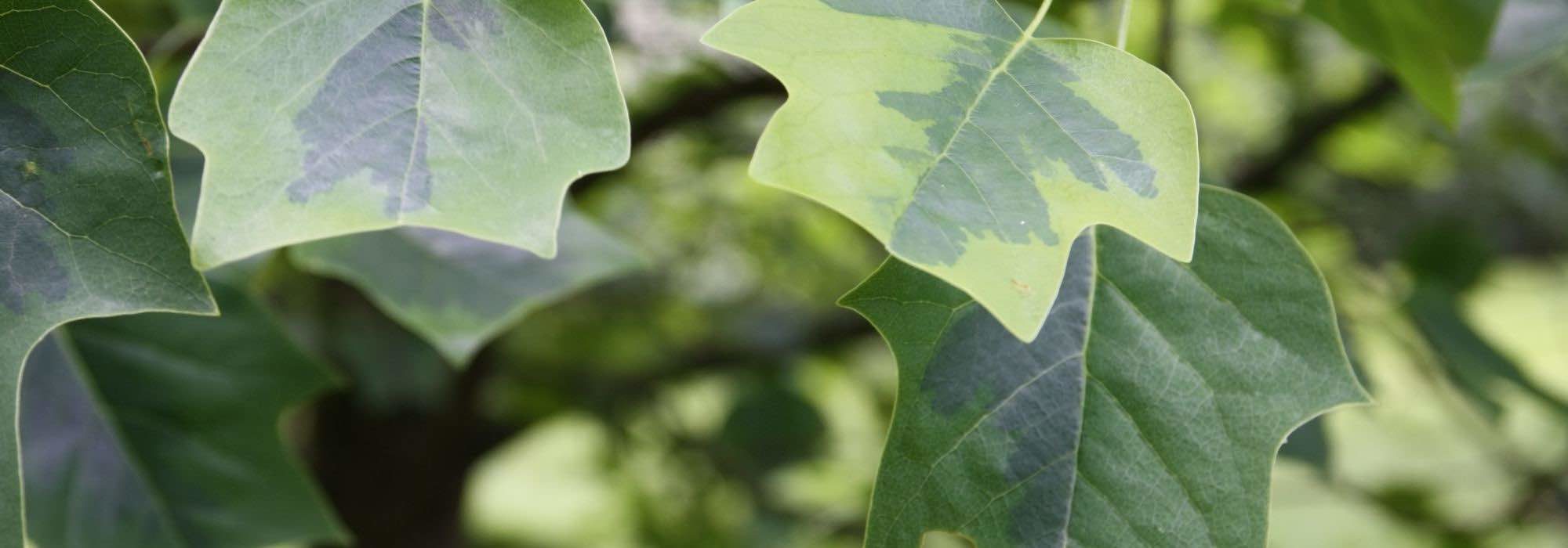 7 trees with striking foliage and form