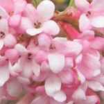 6 shrubs for early winter flowering