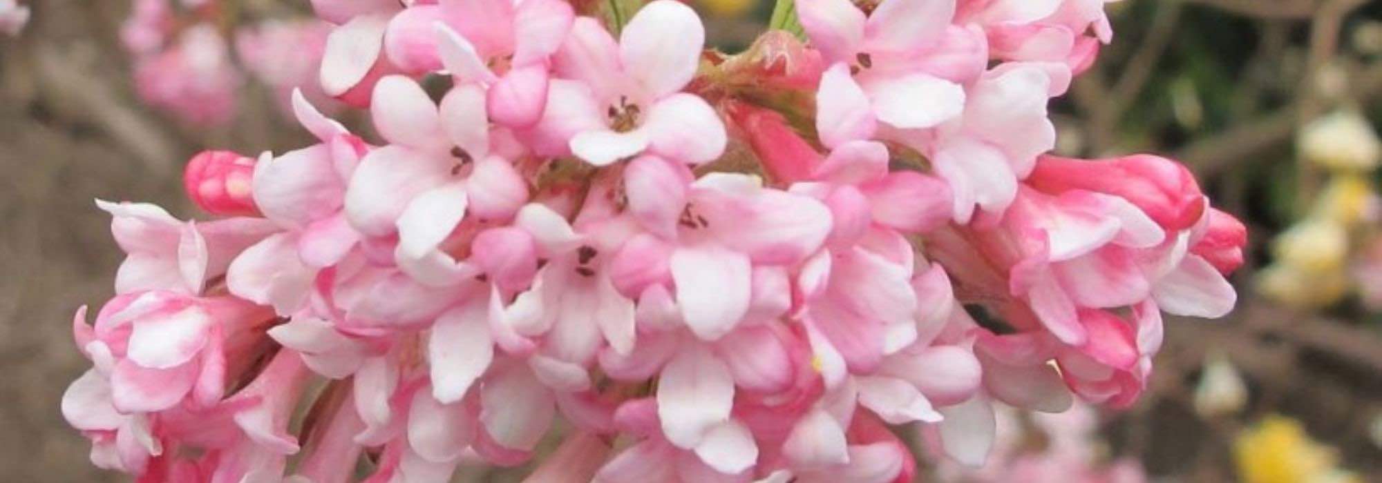 6 shrubs for early winter flowering