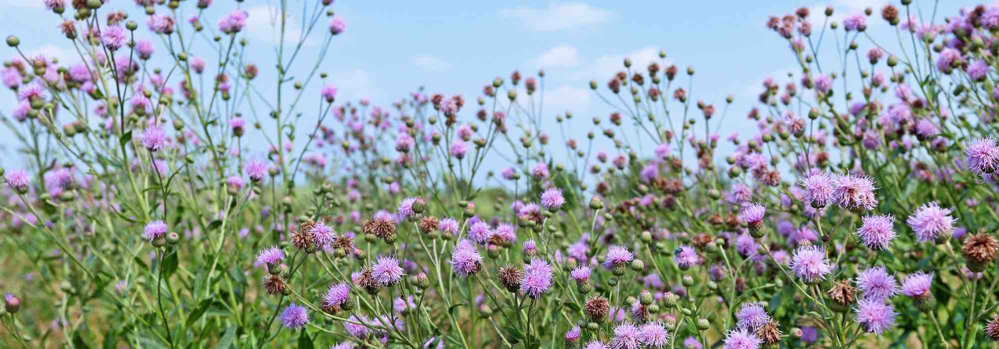 How to get rid of thistles?