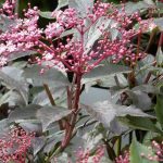 Choosing a Elderberry: Buying Guide