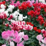 How to grow florist's cyclamen?