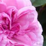 8 myths about roses