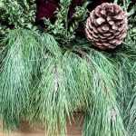 Creating a winter planter with conifers