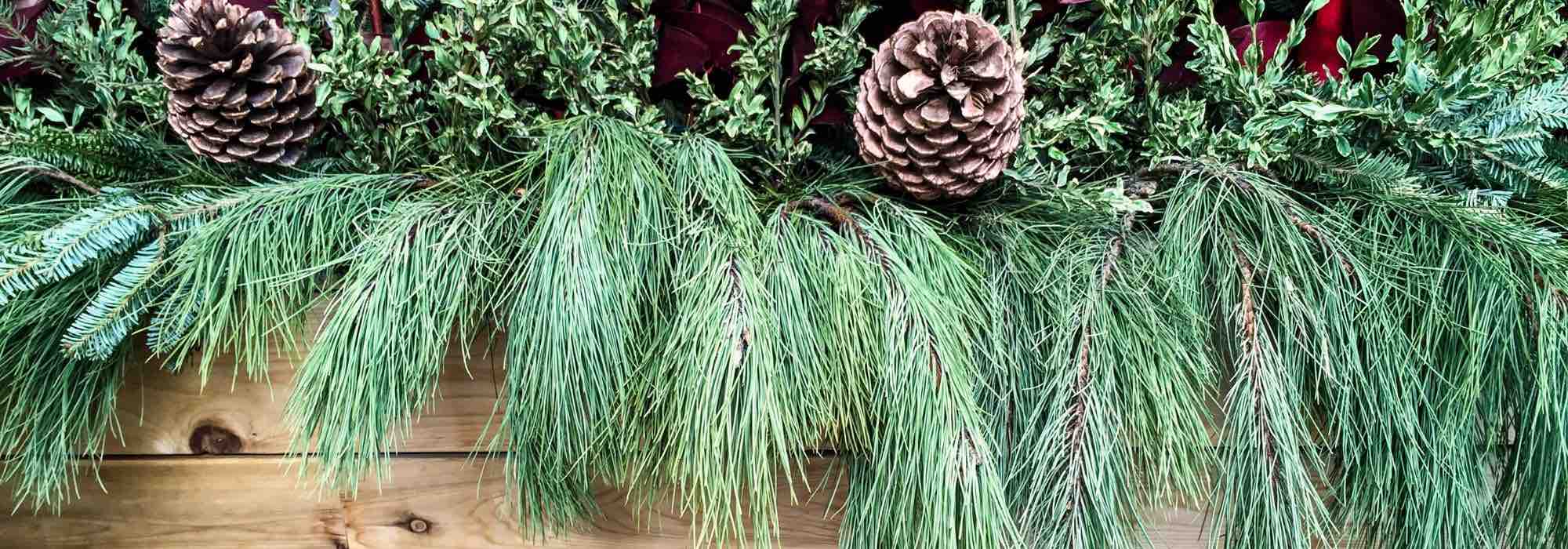 Creating a winter planter with conifers