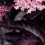 Elderberry: the most beautiful varieties