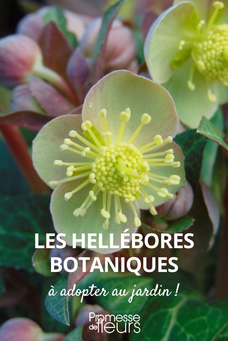 botanical hellebores