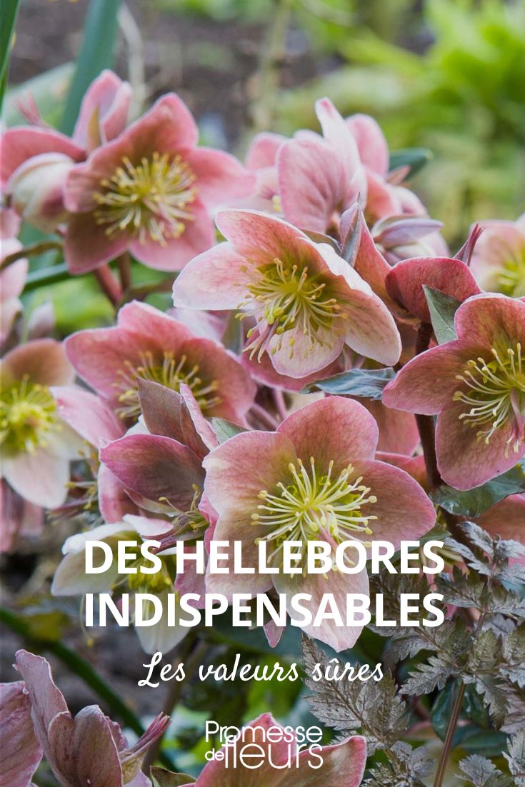 [hellebores] essential reliable choices