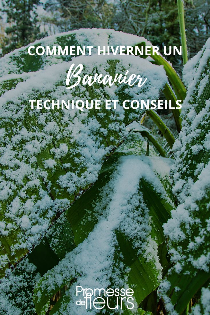 wintering a banana tree
