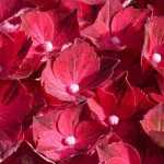 5 hydrangeas with changing flowers