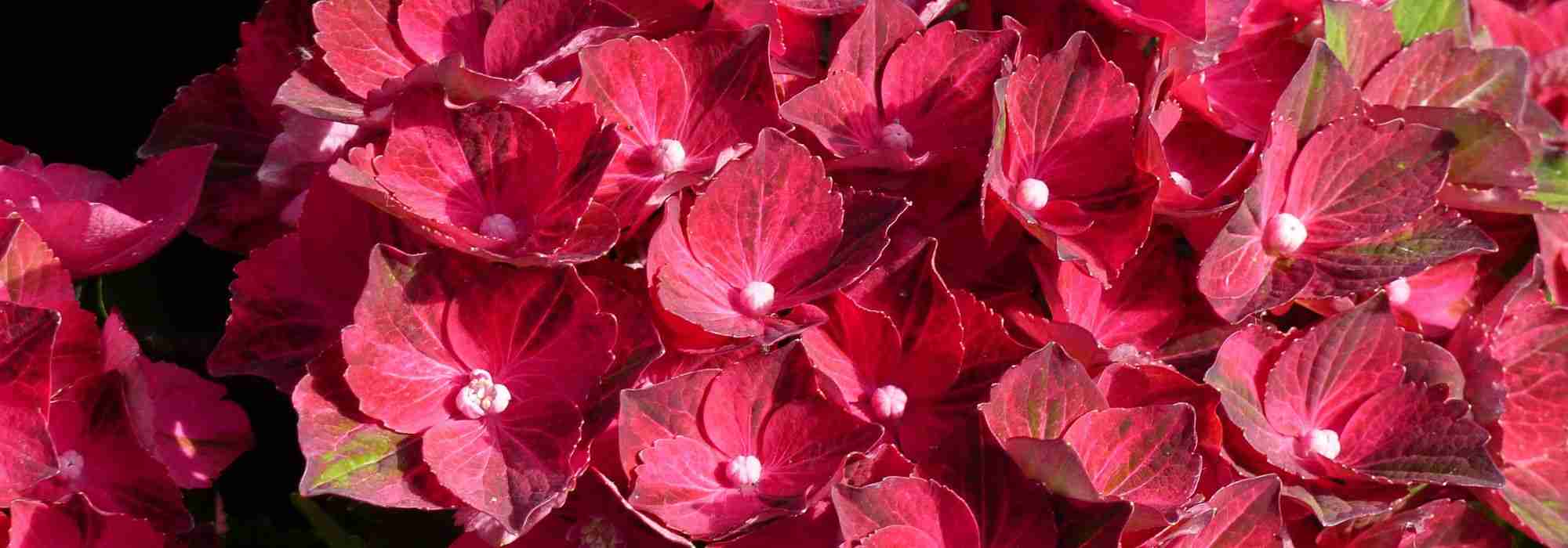 5 hydrangeas with changing flowers