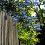 Protecting ceanothus in winter
