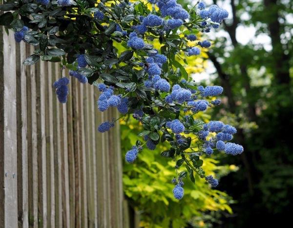 Protecting ceanothus in winter