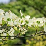 How to propagate dogwoods?