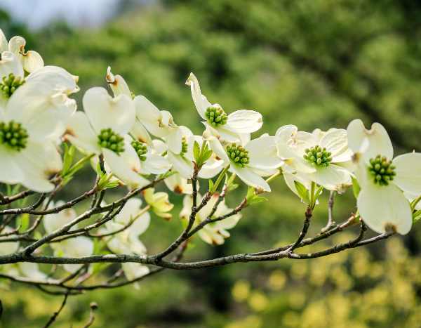 How to propagate dogwoods?