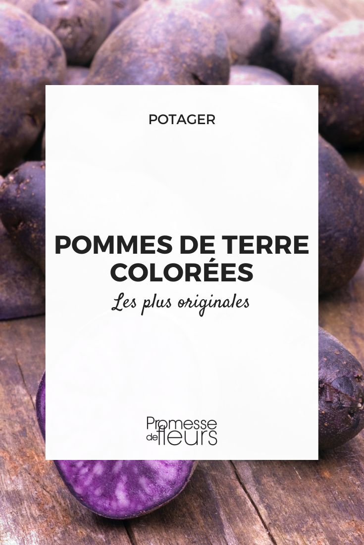 original and colourful potatoes