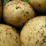 The best late potatoes