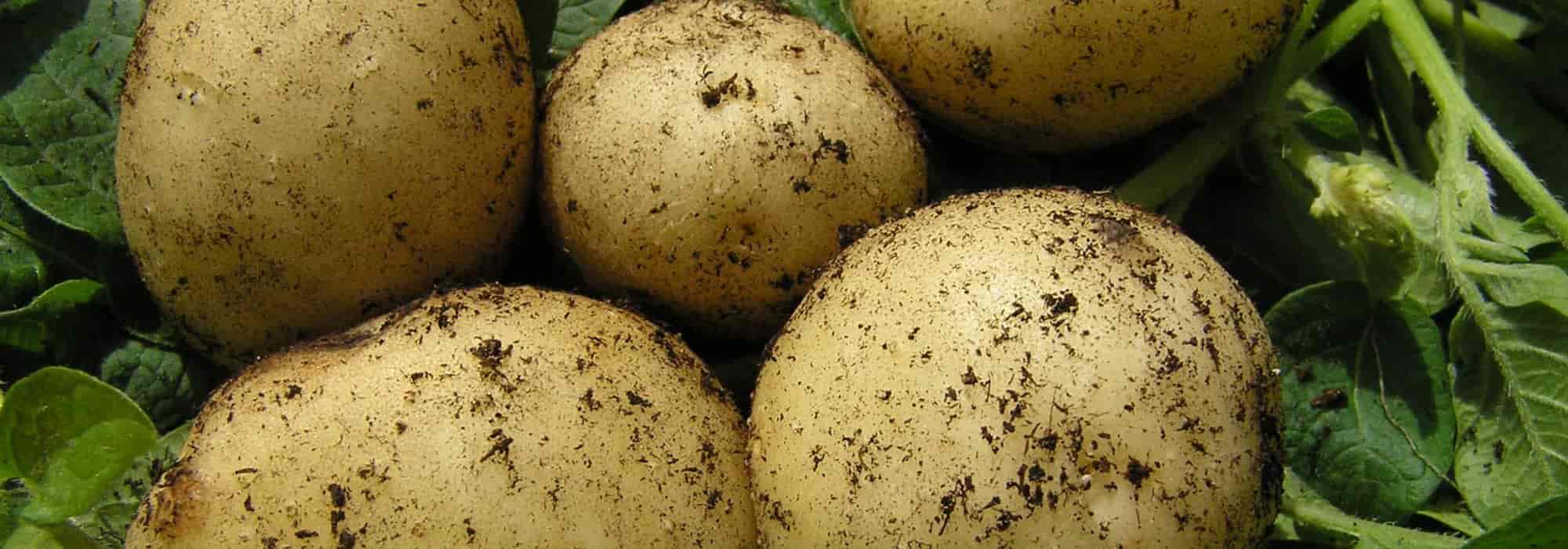 The best late potatoes