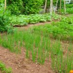 10 mistakes to avoid for a beautiful vegetable garden