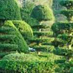 Plants not to prune in winter