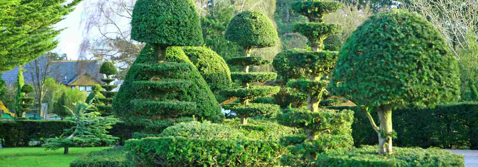 Plants not to prune in winter